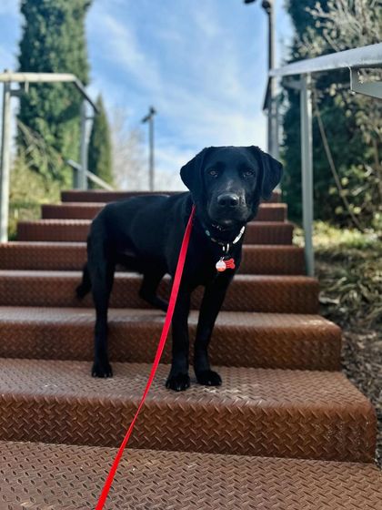Tulsa Dog Trainer - Immersive Board & Train Programs Board & Train Graduates photo 26