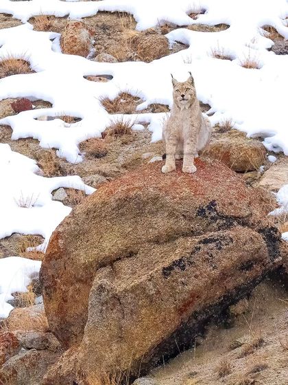 The Eurasian Lynx, one of India's rarest wild cats, perched on a rock in Ladakh. After days of searching in -19°C weather, this sighting was an incredible reward.