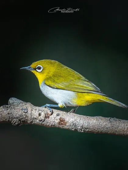 The Indian White-eye is named for the conspicuous white ring around its eye. This portrait against a dark background highlights this feature and its bright yellow-green plumage.