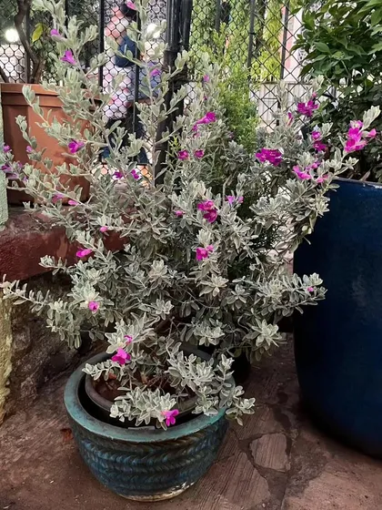 A potted Texas Sage in a beautiful teal ceramic pot. This shows how we can pair even outdoor-friendly plants with the right container to suit your patio or balcony style.