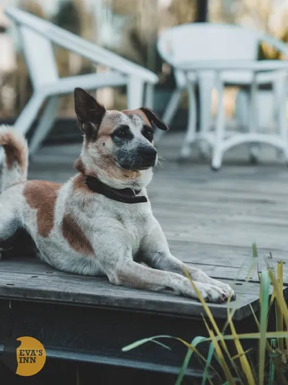Meet Trixie, one of our lovely Indie guests. From pampered purebreds to spirited local dogs, everyone is welcomed and treated like family here at my inn.