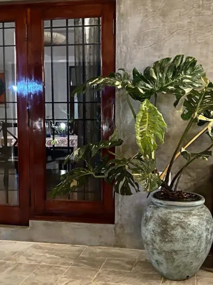 Another shot from a client's home, where a large, rustic pot with a beautiful patina houses a variegated monstera, creating a stunning visual against the concrete wall.