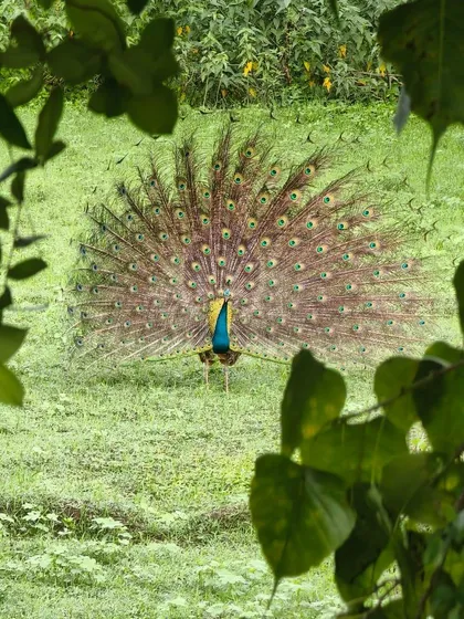 A frequent and welcome visitor, the majestic peacock, is a symbol of the vibrant natural world that surrounds our ashram. Seeing these beautiful birds is a daily reminder of our connection to the earth and its creatures.