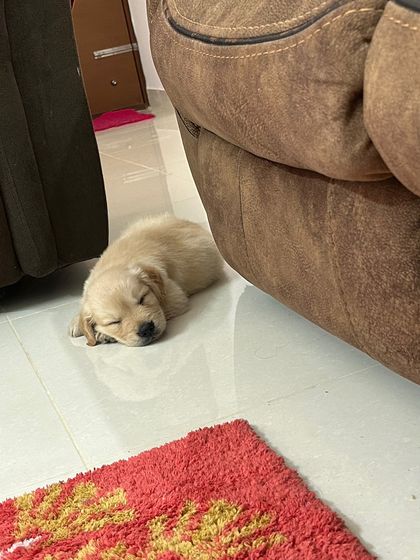 Star Pups - Pet Boarding & Daycare Puppy Paradise photo 10