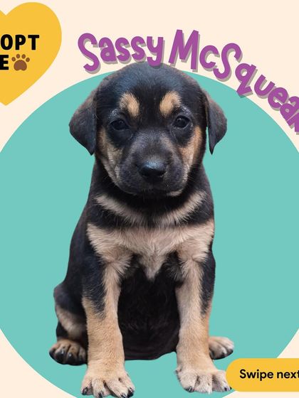 This is Sassy McSqueak, Mister Barkington's sibling. She's got a little bit of spunk and a whole lot of love to give. We've been caring for the whole litter, and now they are ready for their next chapter.