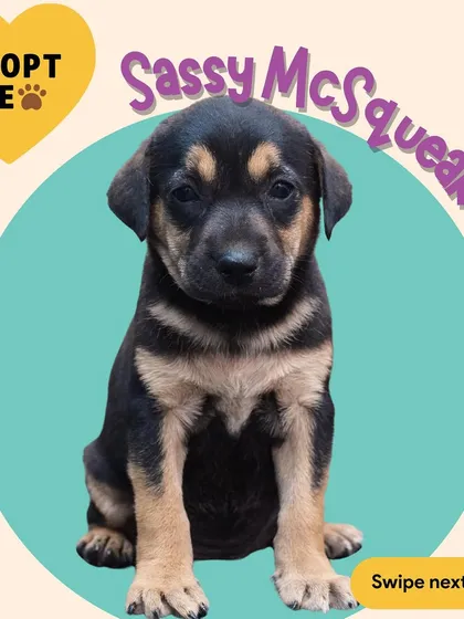 This is Sassy McSqueak, Mister Barkington's sibling. She's got a little bit of spunk and a whole lot of love to give. We've been caring for the whole litter, and now they are ready for their next chapter.