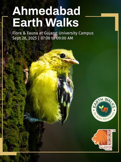 Urban Bird Watching photo 9