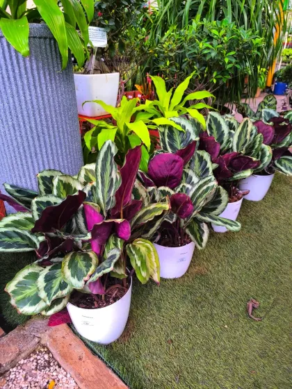 A row of healthy Calatheas ready to find new homes. We grow them to be full and lush, so they make an immediate impact in your space.