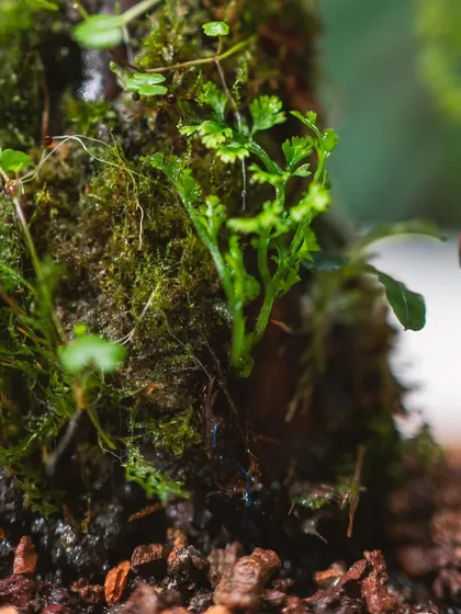 This close-up highlights the different types of moss and tiny plants I use to create a rich, textured landscape. It's these details that make my terrariums feel like miniature worlds.