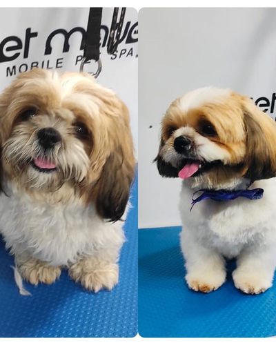 Mobile Pet Grooming