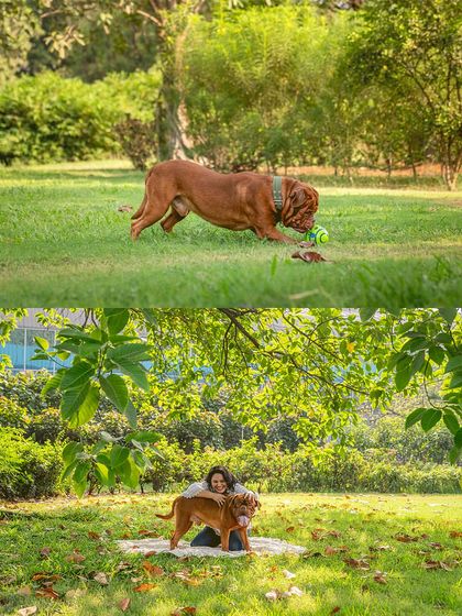 More moments with Romi the gentle giant. This collage captures his playful side as he enjoys a game of fetch and relaxes with his mom under the trees.