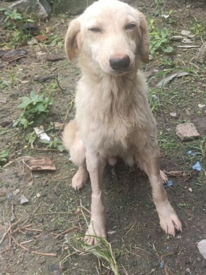 A close up of this sweet 6 month old spayed female. She is a mix of Golden Retriever and Labrador, waiting patiently for someone to adopt her in Bangalore.