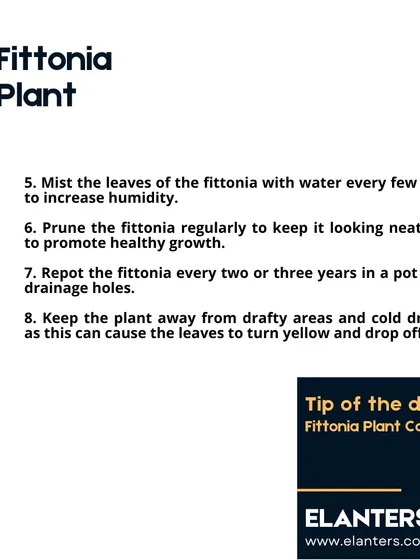 Fittonia Care Part 2: Fittonias love humidity, so misting is beneficial. Prune regularly to promote healthy growth and keep it away from cold drafts.