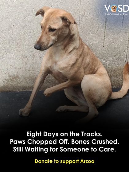 Arzoo lay bleeding on railway tracks for eight days with severed paws and crushed bones. Her will to live is astounding. She is now with us, beginning the long road to recovery.
