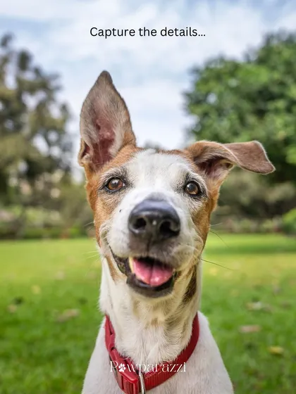 Capturing the details. A quirky portrait of a Jack Russell with one ear up and one ear down, perfectly showcasing his unique personality.