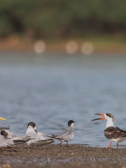 An Indian Skimmer asserting its presence among a flock of terns on the shores of Pulicat Lake. The local boatmen here are expert spotters, a skill they've learned from birders.