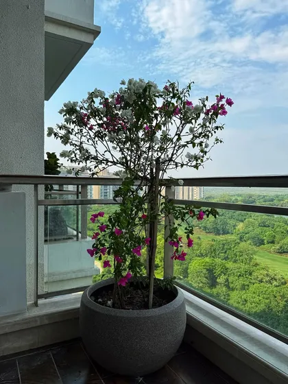Sometimes, one perfect plant is all you need. This beautiful Bougainvillea in a minimalist polymer pot acts as a stunning statement piece, adding a pop of color to a high-rise balcony in Gurgaon with a gorgeous golf course view.