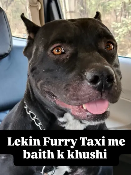 And here's the happy face! After settling into the ride, this Pitbull is all smiles. My goal is to make every pet feel happy and secure.