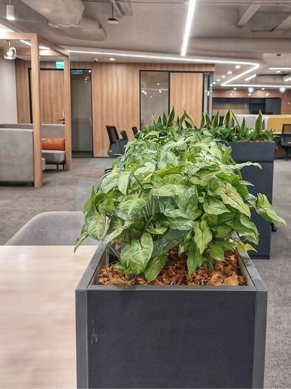 Another planter from the Dahlia Project, this one filled with Syngonium, or Arrowhead Plant. These plants are easy to care for and add a lovely texture to the office environment.