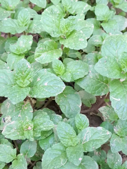 Bhardwaj - Urban Gardening Consultation Grow Your Own Organic Vegetables photo 34