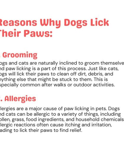 Woofly - At-Home Pet Grooming My Guide to a Healthy Pet photo 8