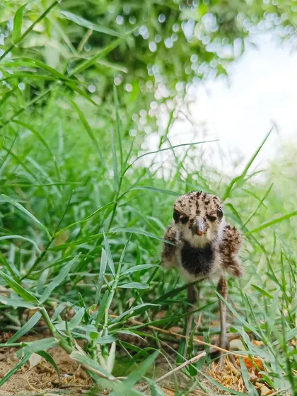 "Baby Day Out!" A wide-angle shot of a Red-wattled Lapwing chick, taken with my phone. It shows that you can capture beautiful wildlife moments without expensive gear.