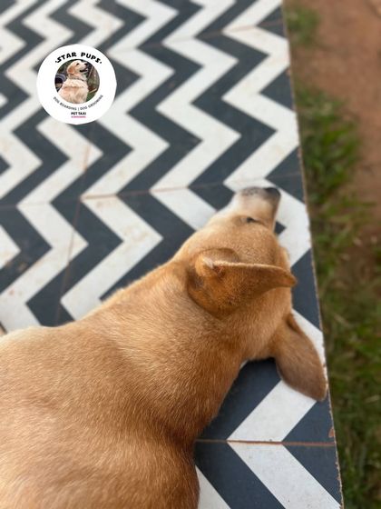 Star Pups - Pet Boarding & Daycare Daily Routines: Walks & Relaxation photo 5