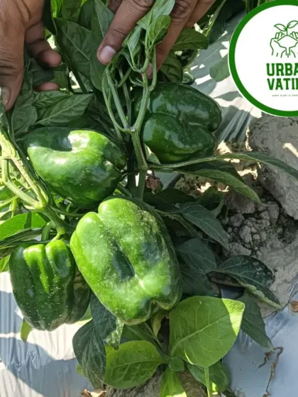 Inspecting the bell pepper crop, which shows excellent growth and health.