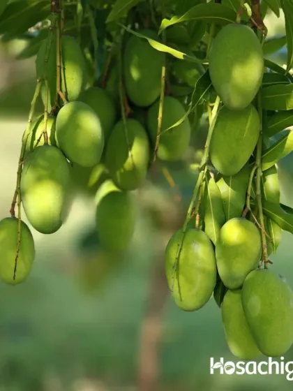 A glimpse of the bounty at our farms. These raw mangoes, hanging heavy on the branch, are a promise of the sweet rewards to come. This is what patience and sunshine look like.