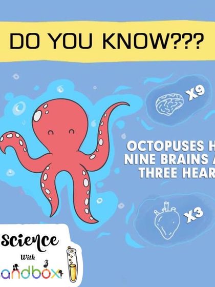 Did you know that octopuses have nine brains and three hearts? We dive into the weird and wonderful world of marine biology with these amazing animal facts.