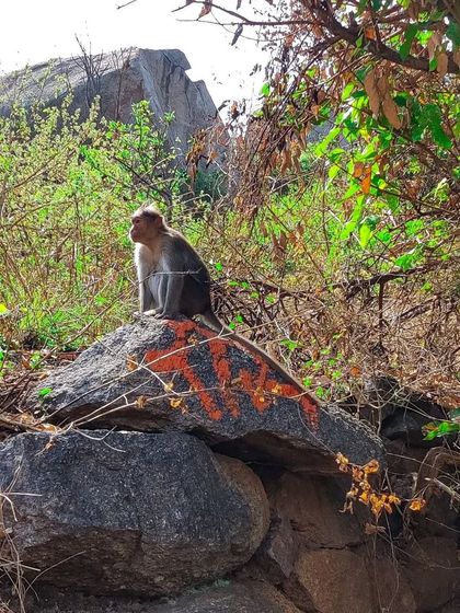 Monks On Wheels - Educational Programs & Excursions Wildlife & Nature Immersion photo 5