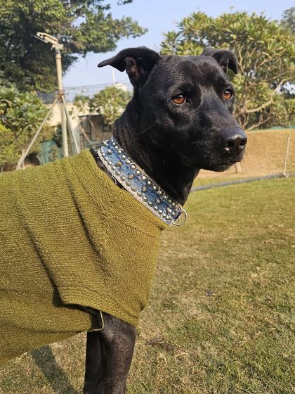 A portrait of a handsome black Indie dog, enjoying the winter sun.
