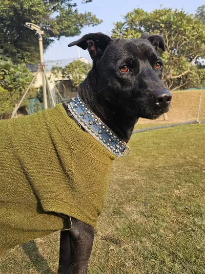 A portrait of a handsome black Indie dog, enjoying the winter sun.