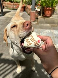 Gourmet Dog Treats & Chews