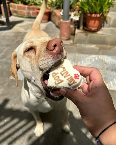 Gourmet Dog Treats & Chews