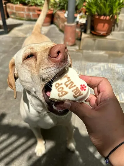 This Labrador is savoring every last crumb of his heart-shaped Valentine's dognut.