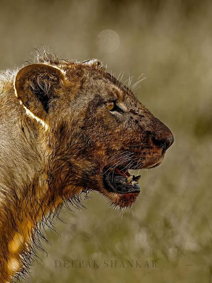Blood Rocker. This is the aftermath of a buffalo hunt. It’s a raw, intense portrait that shows the ferocity and power of the Blackrock pride.