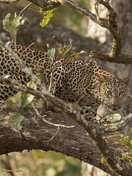 With a fresh kill, this leopard is perfectly at home in the trees. This is a fantastic example of capturing natural hunting behavior.