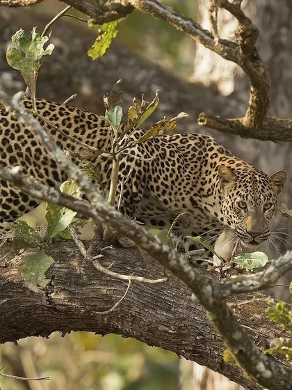 A leopard navigates the complex network of branches in a tree, a testament to its incredible agility and climbing prowess. It carries a small prey item in its mouth.