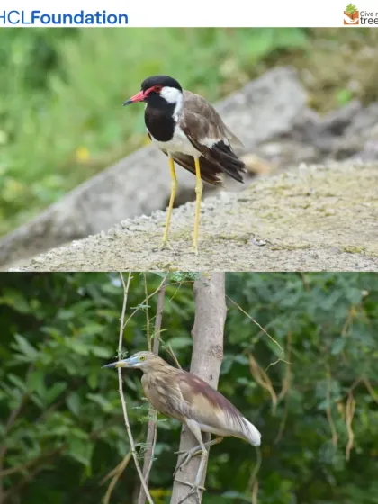 A Red-wattled Lapwing and an Indian Pond Heron. These ground-dwelling and wading birds thrive in the mixed habitats of grasslands and wetlands that we create at our restoration sites.
