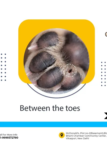 I pay close attention to the little spots where ticks often hide, like between the paw pads. This detailed check is a standard part of my post-walk routine for all boarding and daycare dogs, ensuring they stay healthy and pest-free after their outdoor fun.