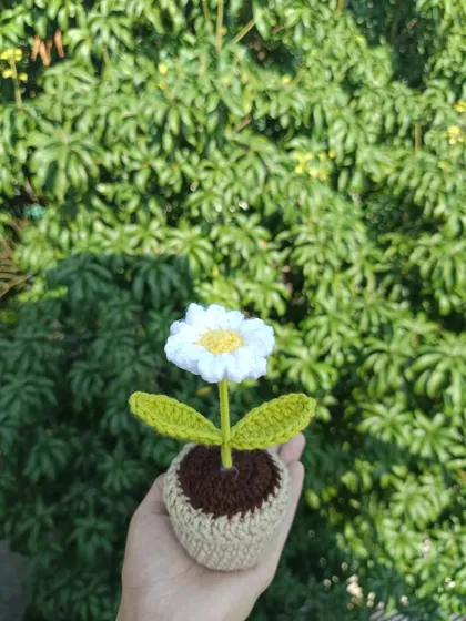 A single potted white daisy, looking fresh and clean against the green background.
