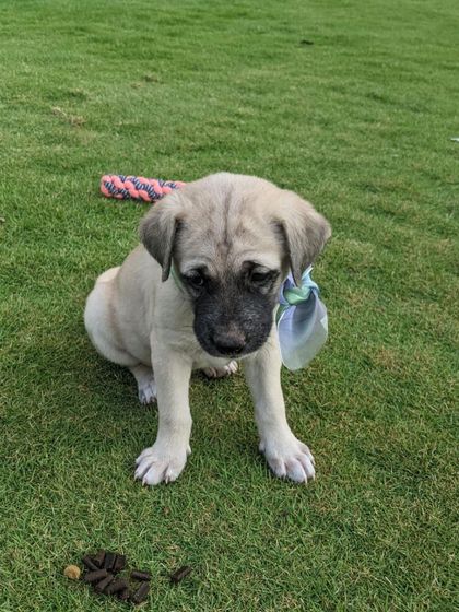 PL Paws - Dog Adoption Services Happy Tails: Our Adoptees in Their Forever Homes photo 71