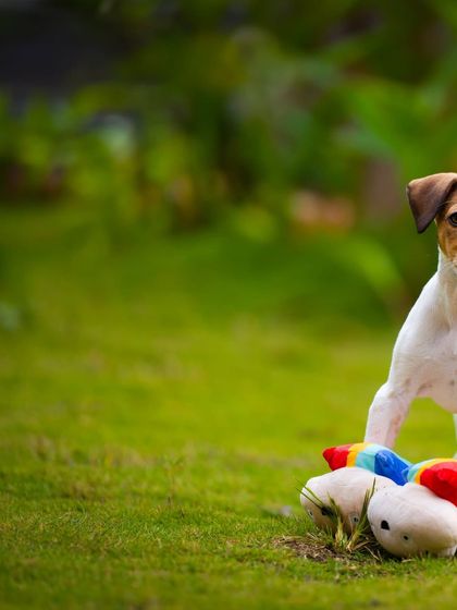 After a good play session, this little Jack Russell stands proudly with his conquered toy.