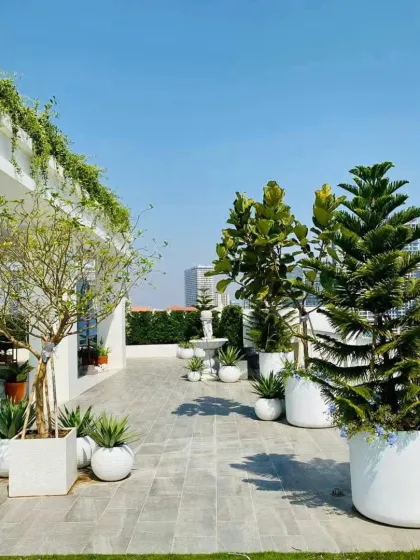 Transforming an urban rooftop into a green escape with a city skyline view. This project features a combination of lawn, large potted trees like Fiddle-leaf Fig and Norfolk Pine, and low-maintenance succulents to create a stunning terrace garden.