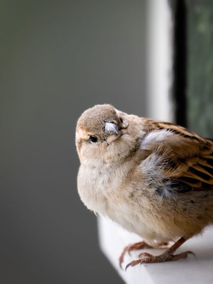 A house sparrow looking inquisitively at the camera. Even in the middle of a bustling city, these small birds find a way to thrive, reminding us of nature's resilience.
