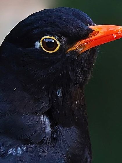 A male Gray-winged Blackbird with a crumb of food on its orange beak. This simple detail adds a story to this sharp, classic portrait.