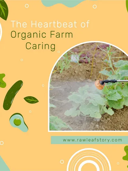 We are committed to 100% chemical-free farming. Here you can see us using a natural, plant-based spray to protect our crops, ensuring our vegetables are safe, healthy, and grown in harmony with nature.