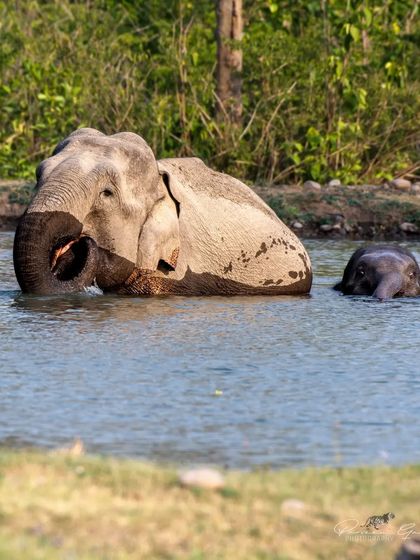 A mother elephant and her calf cooling off in the water during a hot day on a safari in Rajaji National Park.