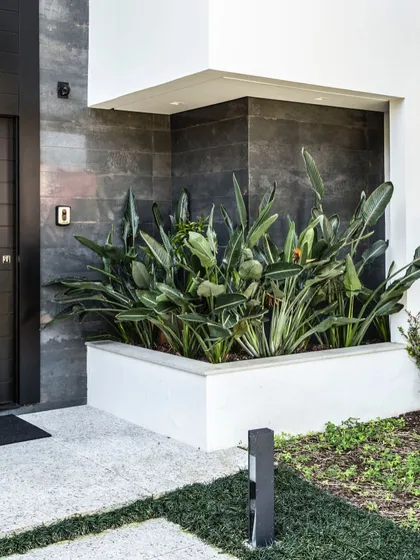 Even small, recessed areas can become beautiful garden features. I filled this nook by the entrance with Bird of Paradise plants, adding a touch of the tropics to the home's modern facade.